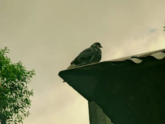 lone bird on a tin roof, wondering photography