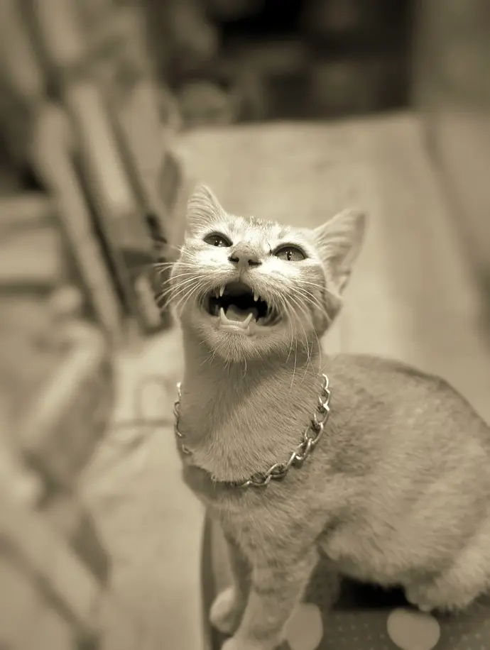 meow cute cat angry cat billu photo wild photo graphy